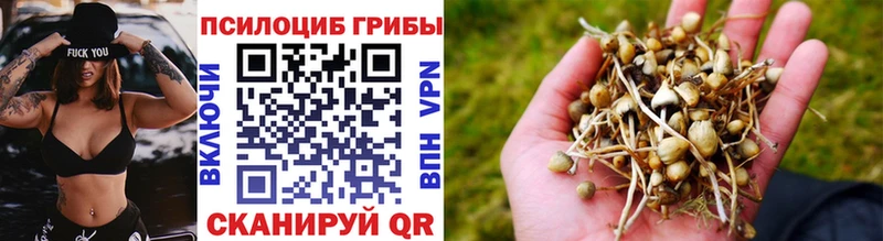 дарнет шоп  Новошахтинск  Галлюциногенные грибы Psilocybe 